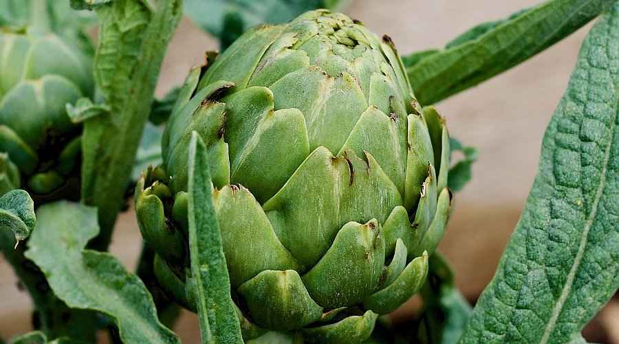 Artichoke (Αγκινάρα)