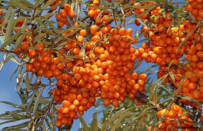 Hippophaes(Ιπποφαές)