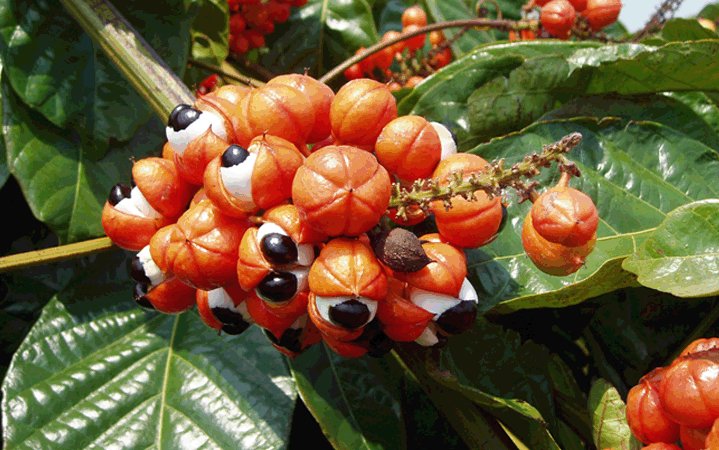 Guarana (Γκουαρανά)