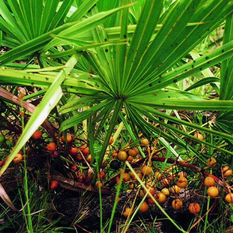 Saw Palmetto