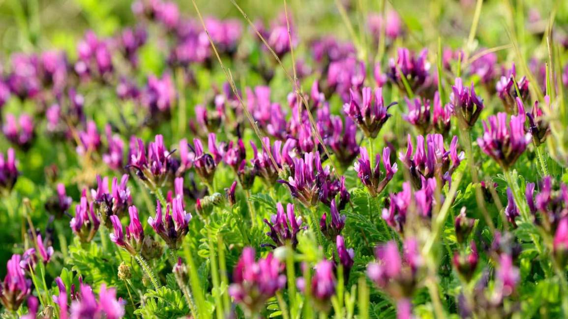Astragalus