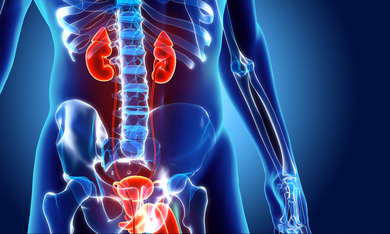 Ουροποιητικό Σύστημα