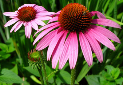 Echinacea (Εχινάκεια)