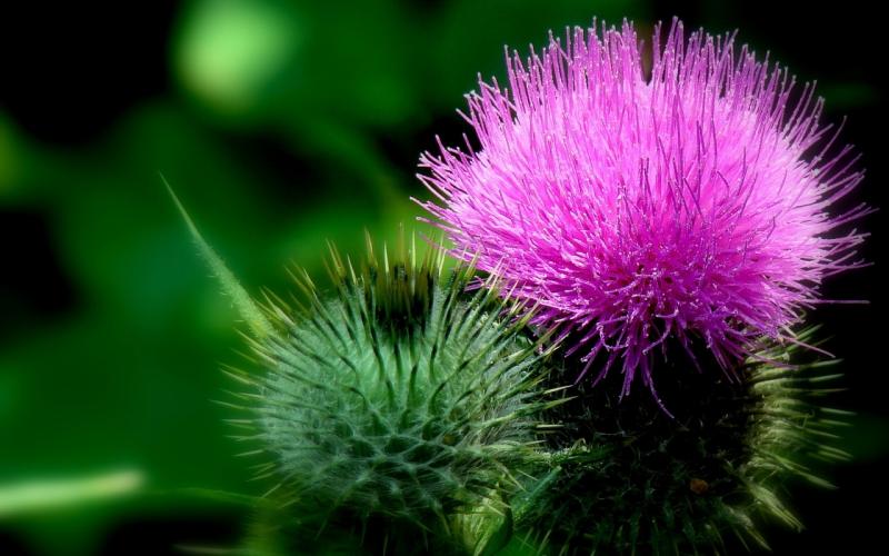 Milk Thistle(Γαϊδουράγκαθο)