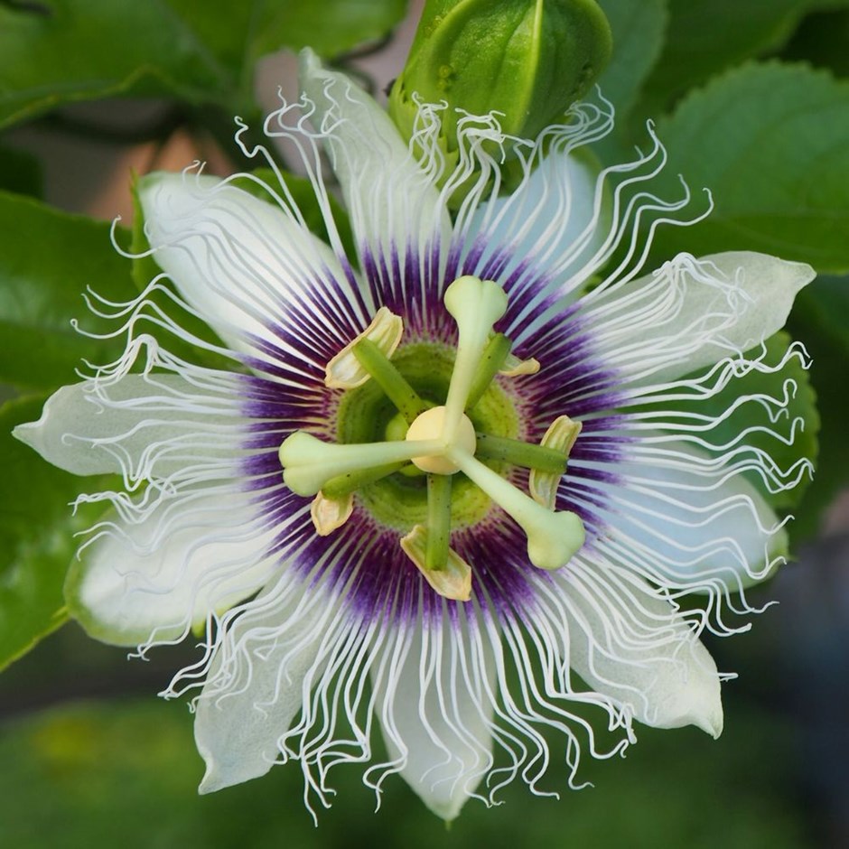 Passiflora