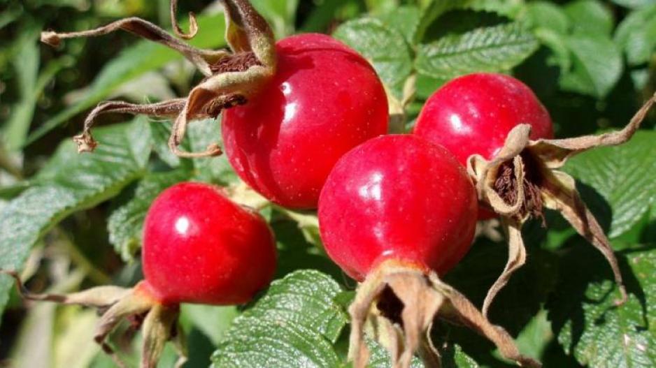 Rose hip (Αγριοτριανταφυλλιά)