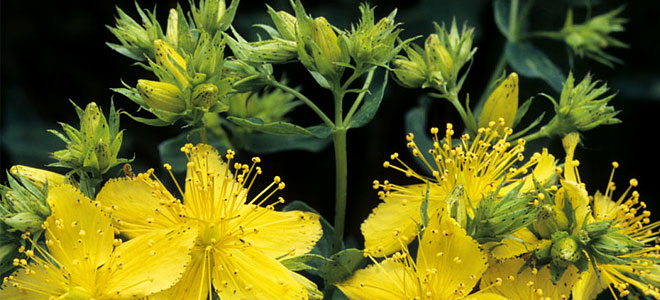 St. John΄s Wort(Βαλσαμόχορτο)